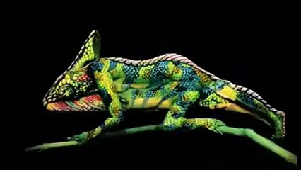 Çılgına dönen bukalemun :)