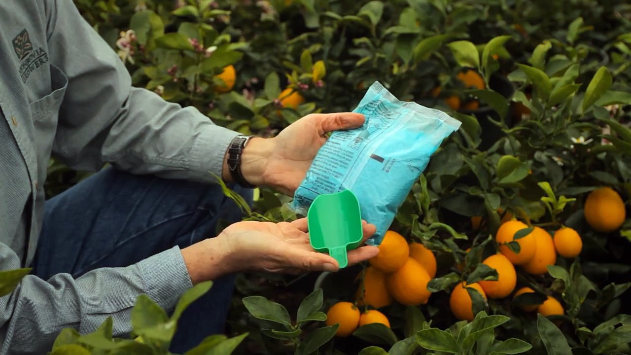 How to Feed Lemon Trees : Professional Gardening Tips