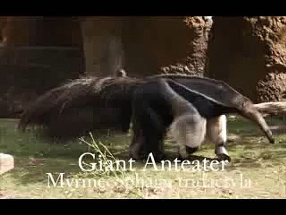 Giant Anteater