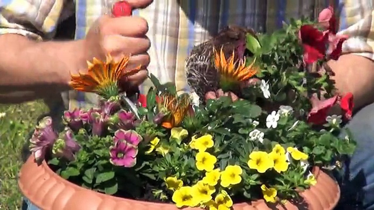 Gartenzeit TV - Mit dem Farbkreis arbeiten!