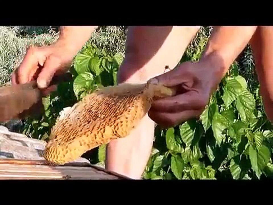 ESSAIM D'ABEILLES  en 208-2010