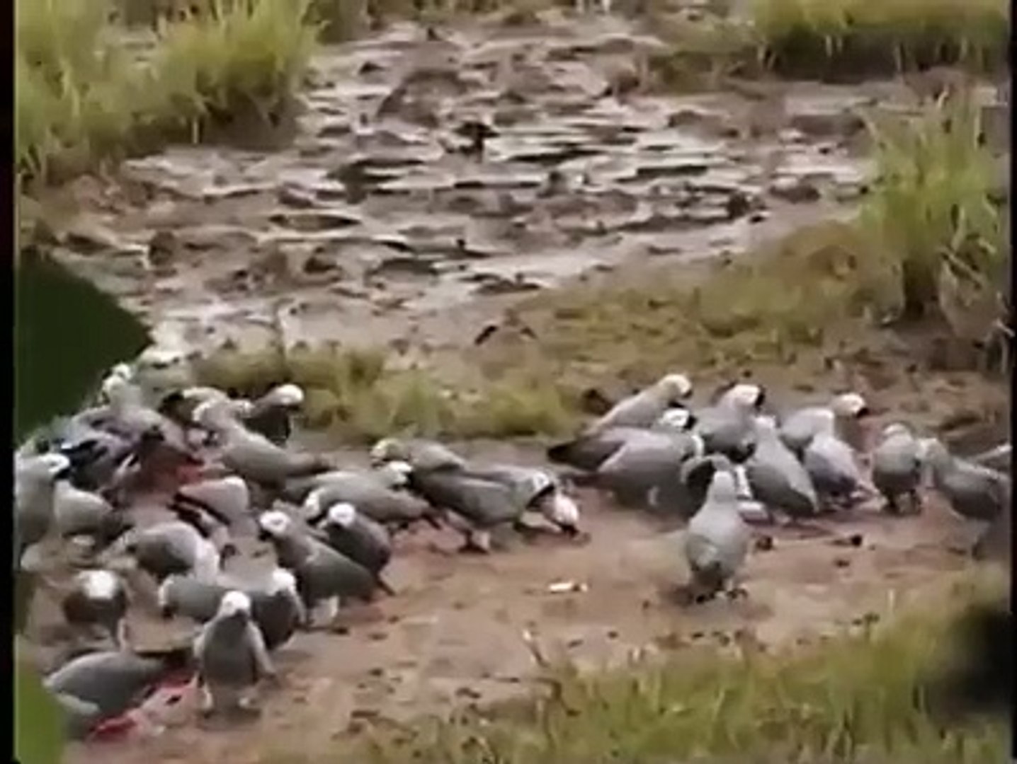 ⁣Australian Gray parrots family in jungle