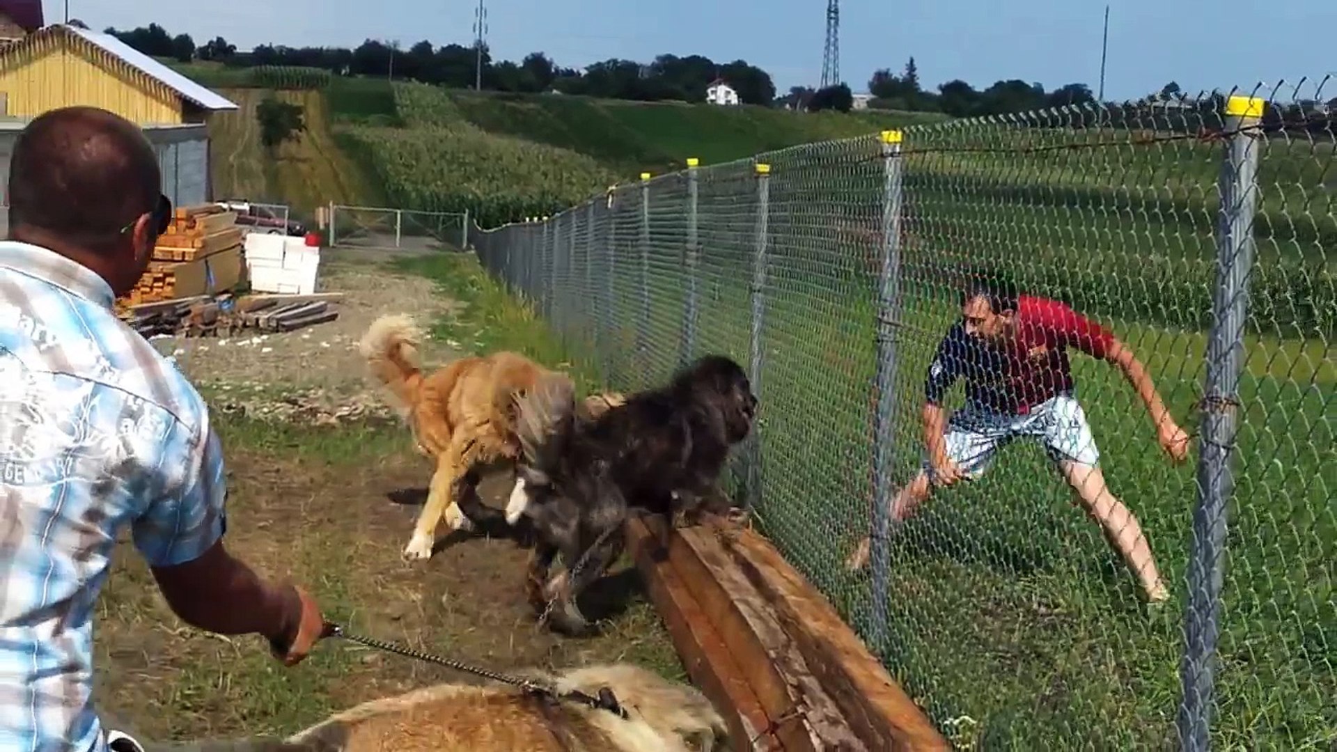 Ciobanesc Caucazian Agresive De Ipotesti Suceava Sorin Video