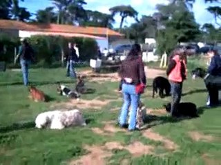 Social Obedience classes