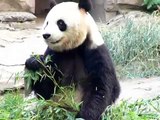 Panda eating bamboo in Beijing zoo, China