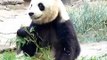 Panda eating bamboo in Beijing zoo, China