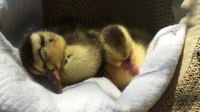 Tired ducklings fall asleep in a hat