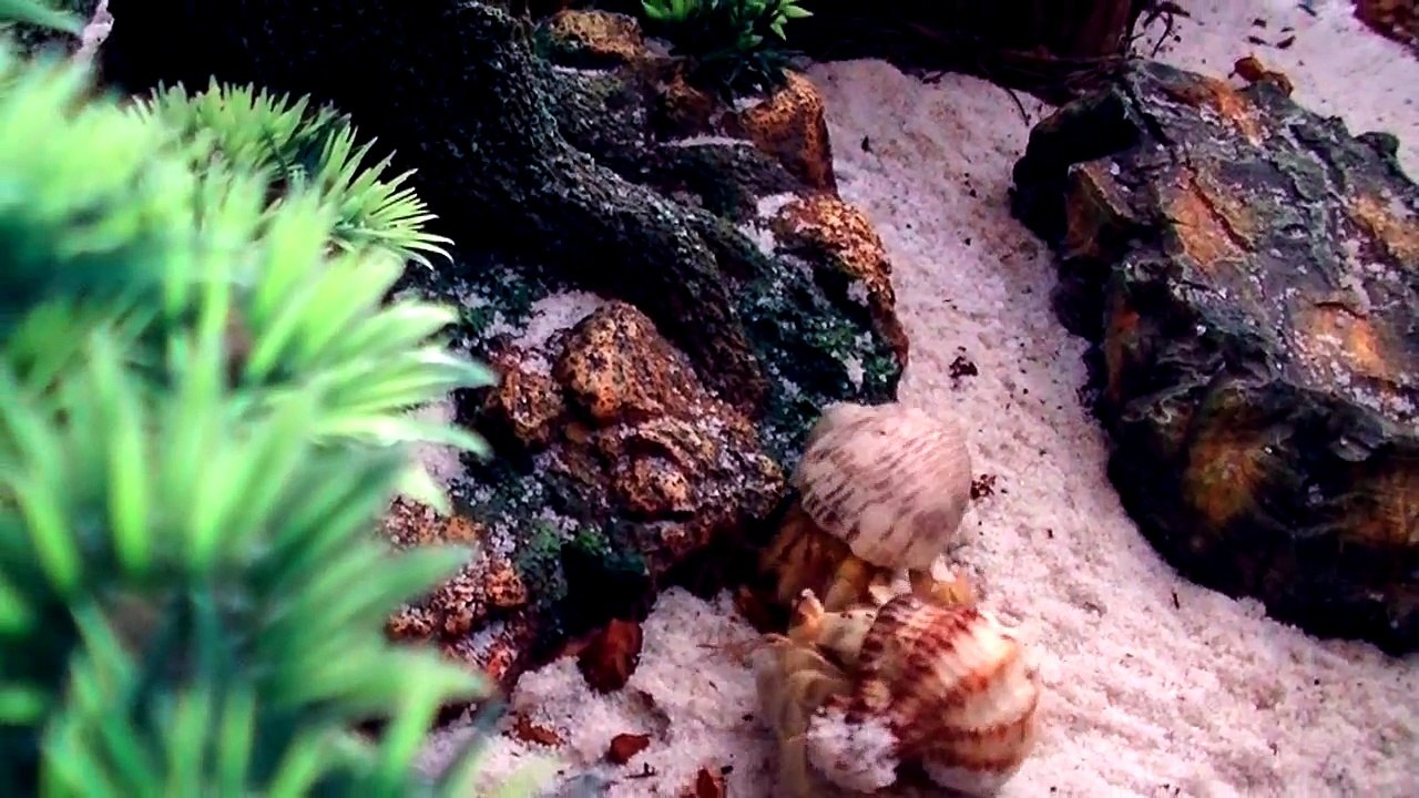 The Crabitat S01EP11 'Spiderbug'
