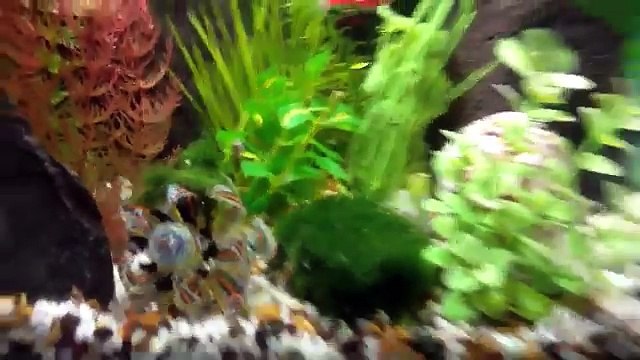 My 150 gallon fresh/brackish water fish tank