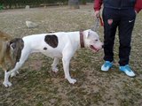 Hembra Pitbull Terrier - Evolución 1 a 3 meses (Kila)