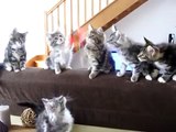 6 maine coons à 3 mois