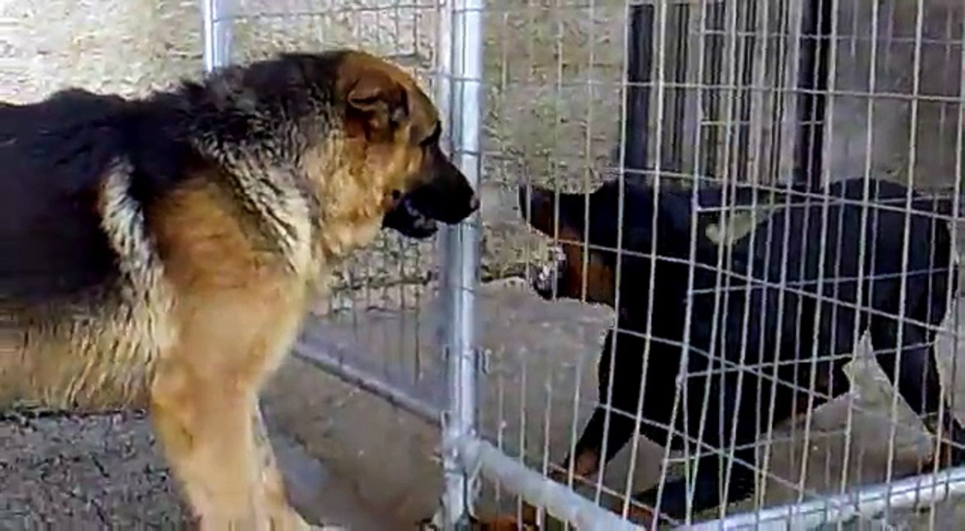 German Shepherd Vs Dobermans Video Dailymotion