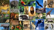 Mas De 22 Mil Especies De Animales En Peligro De Extincion Segun U I C N