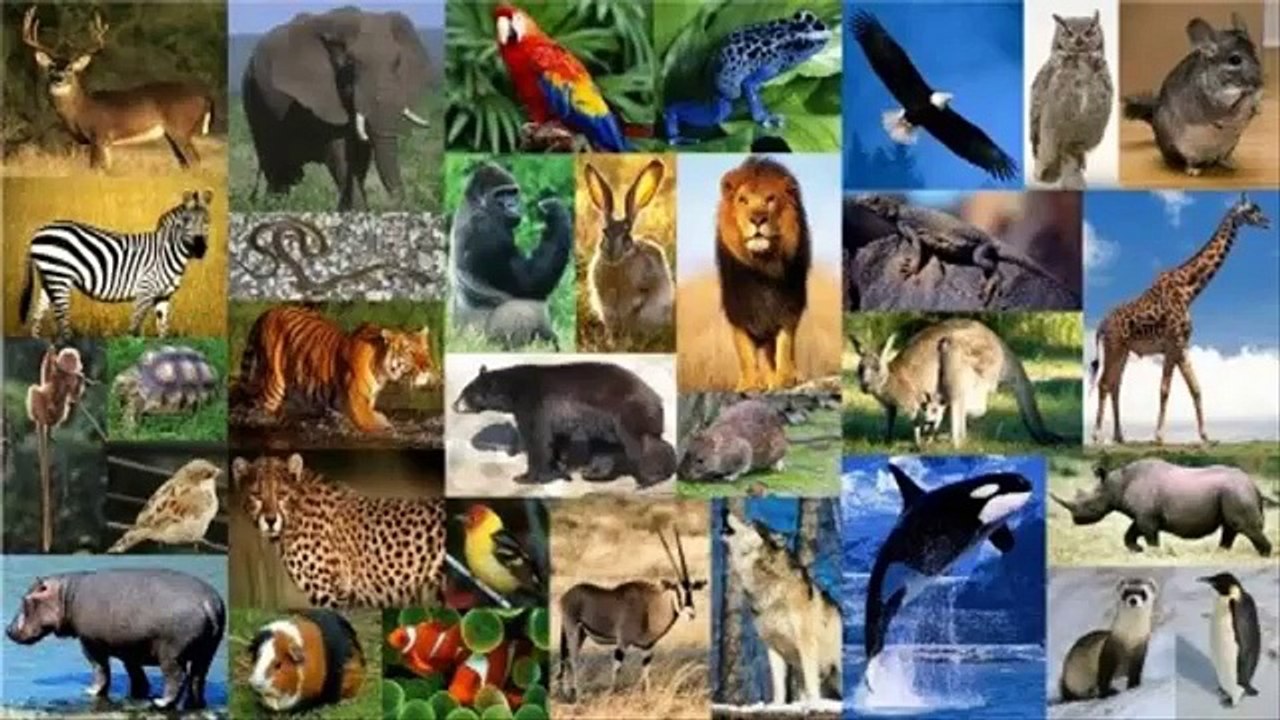 Mas De 22 Mil Especies De Animales En Peligro De Extincion Segun U I C N