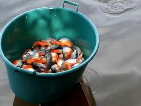 VOBNews: This is how they fish piranhas in Brazil.