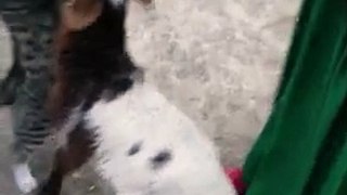 Funny Cat vs Lamb for Milk ! - Кот Отнимает Молоко у Ягненка - Прикол!