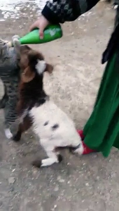 Funny Cat vs Lamb for Milk ! - Кот Отнимает Молоко у Ягненка - Прикол!