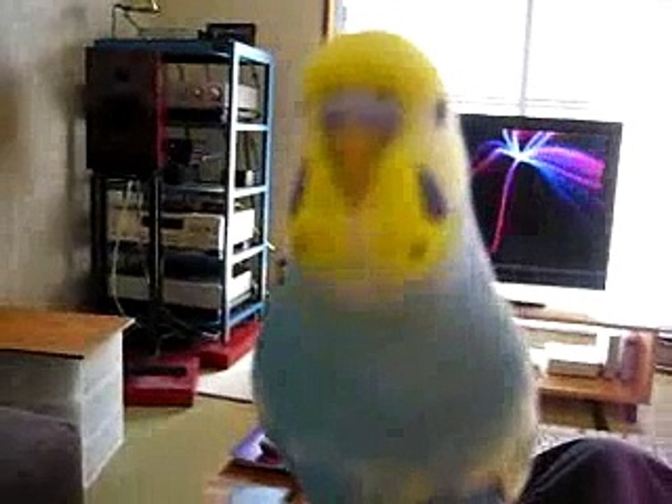 Cocteau Sven