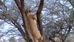 Lions Hunting a Baby Baboon Safari2 NEW@croos