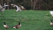 Sandhill Cranes and Whooping Cranes Dancing Together