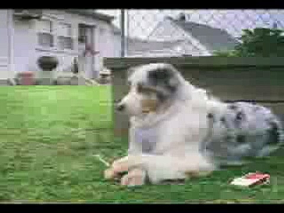 Dog smoking
