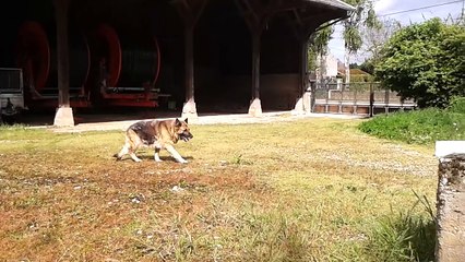 Belle en cours de socialisation