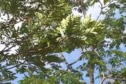Saving Yellow-naped Amazon Parrots in Nicaragua - ENGLISH
