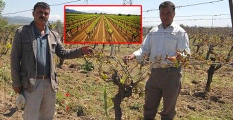 Manisa Ovasında Bir Gecede 340 Bin Dekar Bağ Dondu