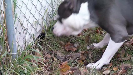 XL Pit Bull VS. Black House Cat **WARNING**