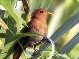 Aves del Peru