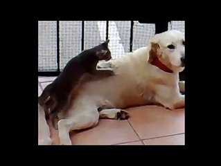 Des copains comme on aime1