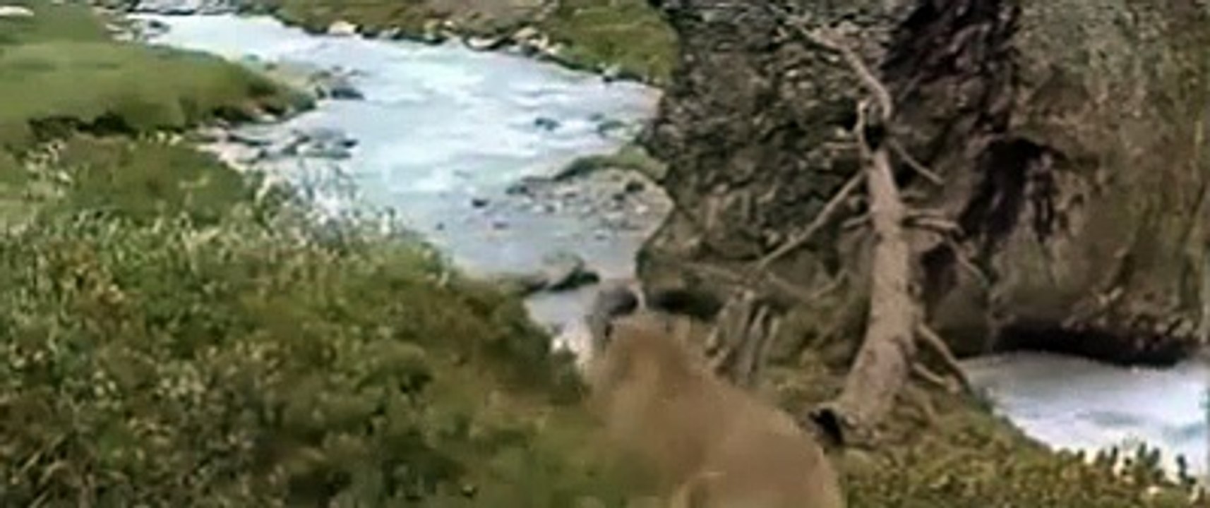 Cet ours a echapé de l'attaque du tigre grace à une technique incidentielle, regardez!