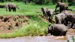 Elephant calf river rescue © Sandy Gelderman