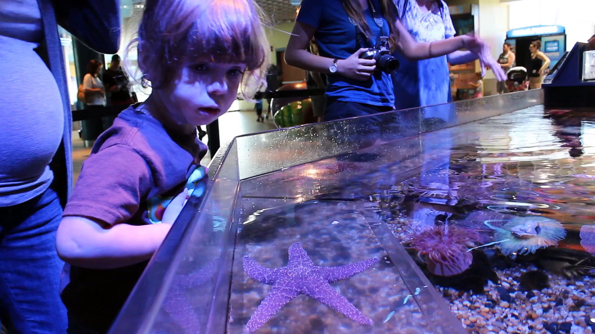Tampa Aquarium with James and Nicole May 2015 Seahorses