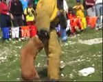 ISRAELI DOG ATTACKS UNBELIEVABLE   - police K9 and military dog   MALINOIS DVASH  - דבש