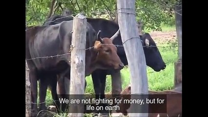 In Zimbabwe, Gold Is the New Currency