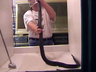 Spitting Cobra venom extraction at KRZ