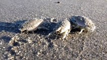 Sand Crabs!!!!