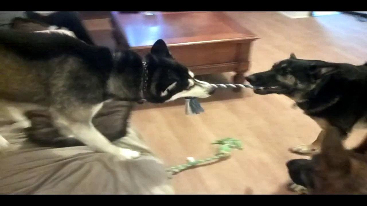 Battle Royal - Two German Shepherd vs Siberian Husky