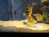 green spotted puffer fish eating crayfish