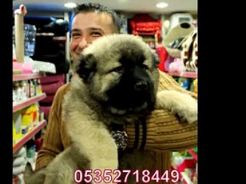 satılık KAFKAS ÇOBAN YAVRULARI