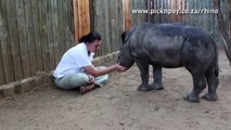 Baby rhino refuses to sleep alone after mother was brutally murdered by poachers