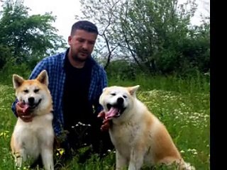 Akita İnu Yavru İlanı www.yavrukopekilanı.com