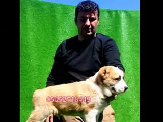 Alabay Yavru İlanı www.yavrukopekilanı.com