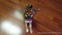 Puppy Hates Her Feet...& Her Tail - Cute Shiba Inu Puppy Chases her Tail & Feet - 8 Weeks Old