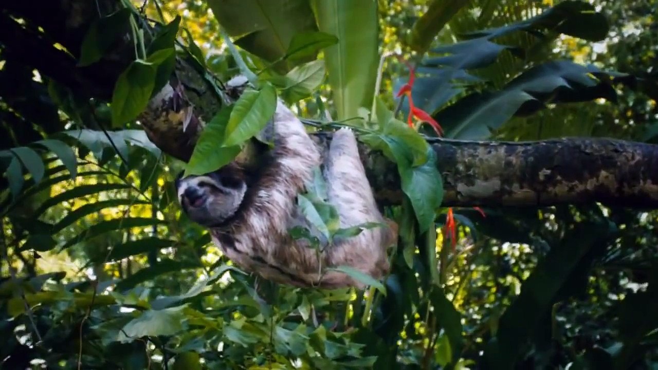 ICT Costa Rica Tourism - Save the Americans/Canadians