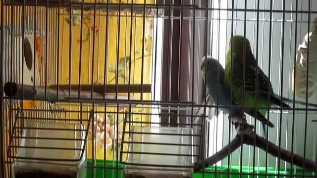 Crias de periquitos dia a dia en video