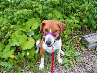 Sad story can make you cry - How could you, A dogs story...