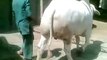 Most Beautiful Cow cow qurbani in lahore qurbani in bakra eid funny videos?syndication=228326