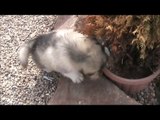Alaskan Malamute puppy biting tree